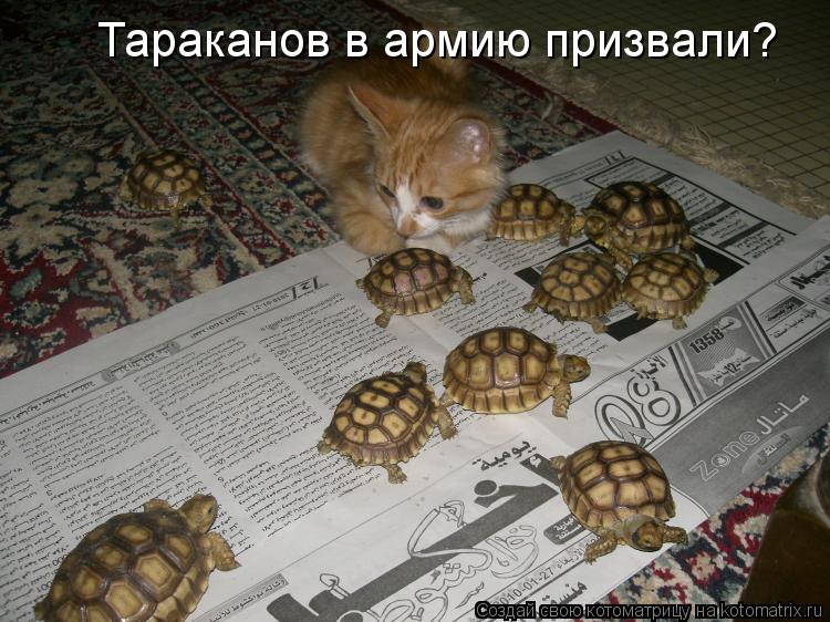 Тараканов в армию призвали?... Котоматрица: Тараканов в армию призвали?