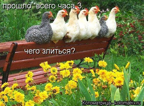 прошло всего часа 3.... чего злиться?... Котоматрица: прошло всего часа 3.... чего злиться?