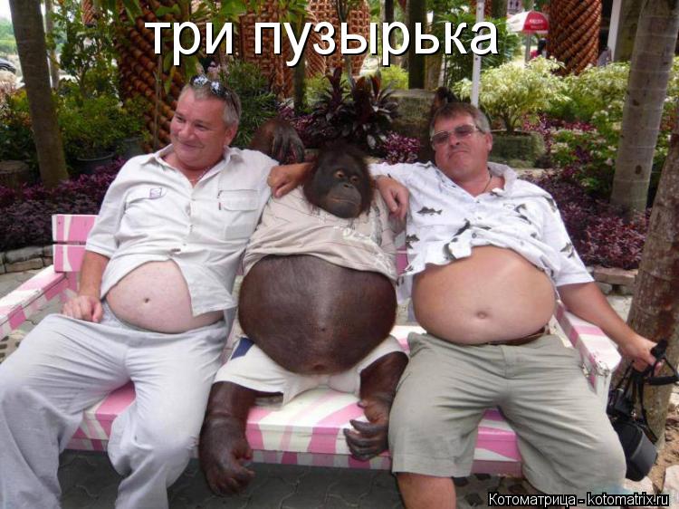 три пузырька... Котоматрица: три пузырька