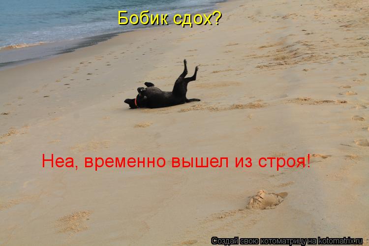 Бобик сдох? Неа, временно вышел из строя!... Котоматрица: Бобик сдох? Неа, временно вышел из строя!