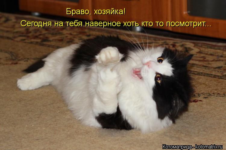 Браво, хозяйка! Сегодня на тебя наверное хоть кто то посмотрит...... Котоматрица: Браво, хозяйка! Сегодня на тебя наверное хоть кто то посмотрит...