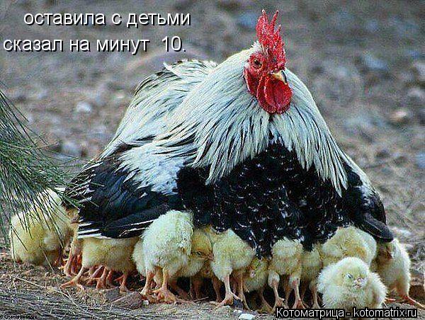 оставила с детьми сказал на минут 10.... Котоматрица: оставила с детьми сказал на минут 10.