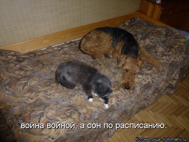 война войной, а сон по расписанию.... Котоматрица: война войной, а сон по расписанию.