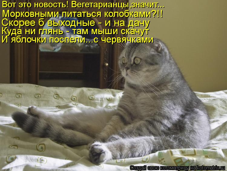 Котоматрица: Вот это новость! Вегетарианцы,значит... Морковными питаться колобками?!! Скорее б выходные - и на дачу Куда ни глянь - там мыши скачут И яблочк