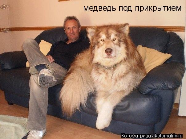 медведь под прикрытием... Котоматрица: медведь под прикрытием