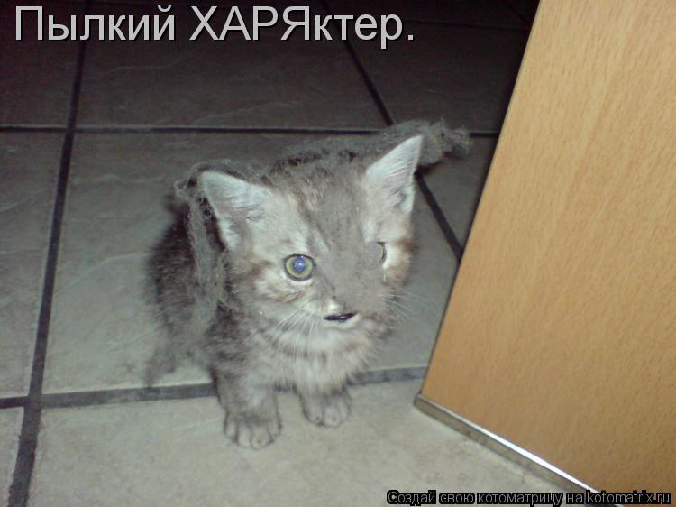 Пылкий ХАРЯктер.... Котоматрица: Пылкий ХАРЯктер.