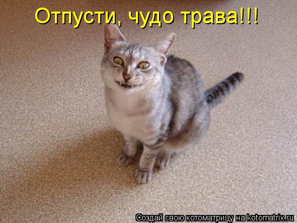 Отпусти, чудо трава!!!... Котоматрица: Отпусти, чудо трава!!!
