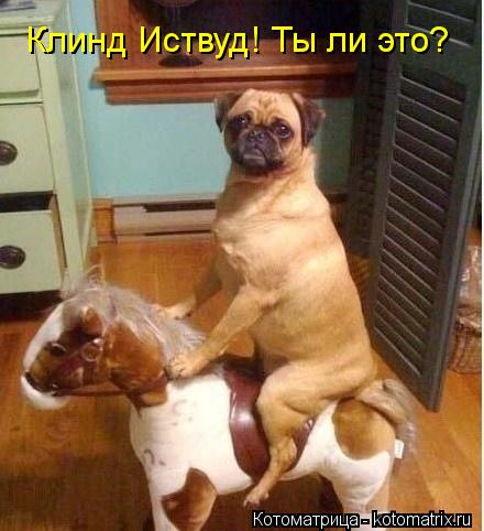 Клинд Иствуд! Ты ли это?... Котоматрица: Клинд Иствуд! Ты ли это?