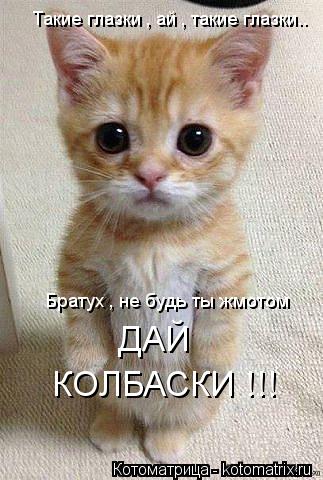 Такие глазки , ай , такие глазки.. Братух , не будь ты жмотом ДАЙ КОЛБАСКИ !!!... Котоматрица: Такие глазки , ай , такие глазки.. Братух , не будь ты жмотом ДАЙ КОЛБАСКИ !!!