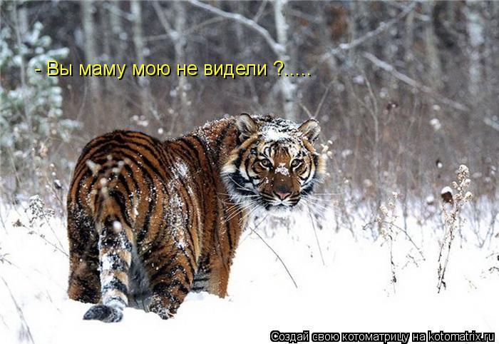 - Вы маму мою не видели ?........ Котоматрица: - Вы маму мою не видели ?.....