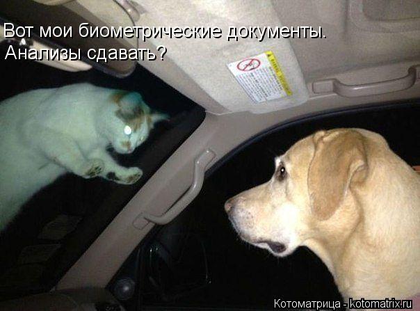 Вот мои биометрические документы. Анализы сдавать?... Котоматрица: Вот мои биометрические документы. Анализы сдавать?
