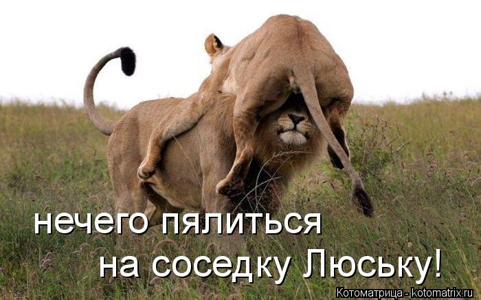 нечего пялиться на соседку Люську!... Котоматрица: нечего пялиться на соседку Люську!
