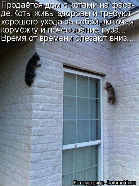 Продаётся дом с котами на фаса- де.Коты живы-здоровы и требуют хорошего ухода за собой,включая кормёж... Котоматрица: Продаётся дом с котами на фаса- де.Коты живы-здоровы и требуют хорошего ухода за собой,включая кормёжку и почёсывание пуза... Время от времен