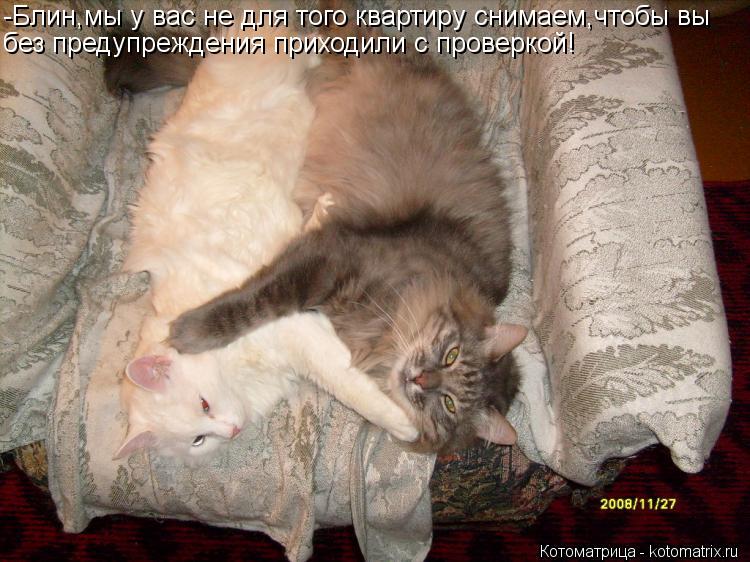 -Блин,мы у вас не для того квартиру снимаем,чтобы вы без предупреждения приходили с проверкой!... Котоматрица: -Блин,мы у вас не для того квартиру снимаем,чтобы вы без предупреждения приходили с проверкой!