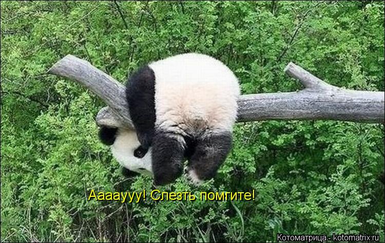 Ааааууу! Слезть помгите!... Котоматрица: Ааааууу! Слезть помгите!