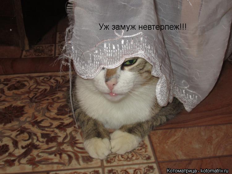 Уж замуж невтерпеж!!!... Котоматрица: Уж замуж невтерпеж!!!