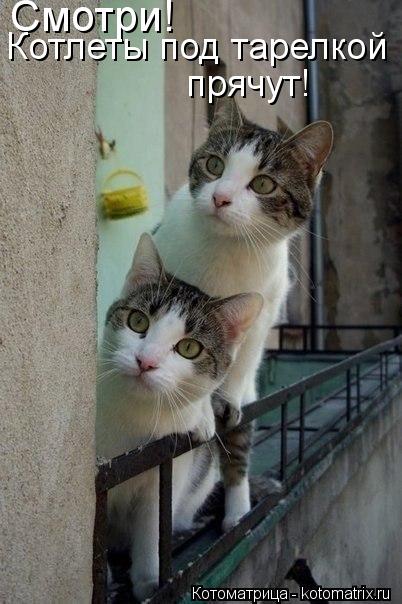 Смотри! Котлеты под тарелкой прячут!... Котоматрица: Смотри! Котлеты под тарелкой прячут!