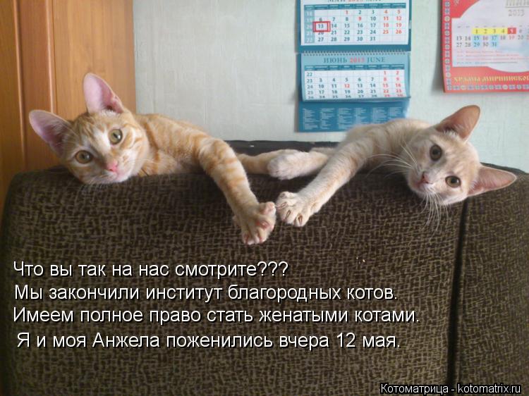Что вы так на нас смотрите??? Мы закончили институт благородных котов. Имеем полное право стать женат... Котоматрица: Что вы так на нас смотрите??? Мы закончили институт благородных котов. Имеем полное право стать женатыми котами. Я и моя Анжела поженились вч
