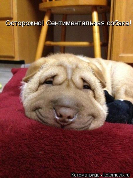 Осторожно! Сентиментальная собака!... Котоматрица: Осторожно! Сентиментальная собака!
