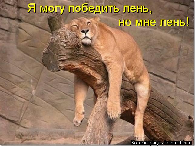 Я могу победить лень, но мне лень!... Котоматрица: Я могу победить лень, но мне лень!