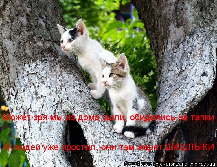 Я людей уже простил, они там жарят ШАШЛЫКИ Может зря мы из дома ушли, обиделись на тапки... Котоматрица: Я людей уже простил, они там жарят ШАШЛЫКИ Может зря мы из дома ушли, обиделись на тапки
