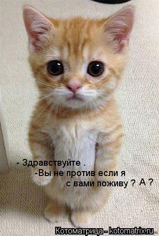 - Здравствуйте . -Вы не против если я с вами поживу ? А ?... Котоматрица: - Здравствуйте . -Вы не против если я с вами поживу ? А ?