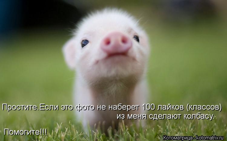 Простите.Если это фото не наберет 100 лайков (классов) из меня сделают колбасу. Помогите!!!... Котоматрица: Простите.Если это фото не наберет 100 лайков (классов) из меня сделают колбасу. Помогите!!!