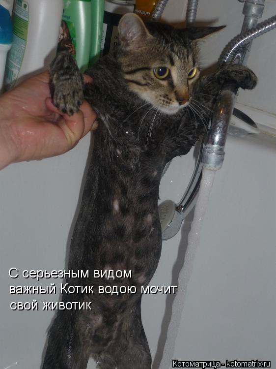 С серьезным видом важный Котик водою мочит свой животик... Котоматрица: С серьезным видом важный Котик водою мочит свой животик