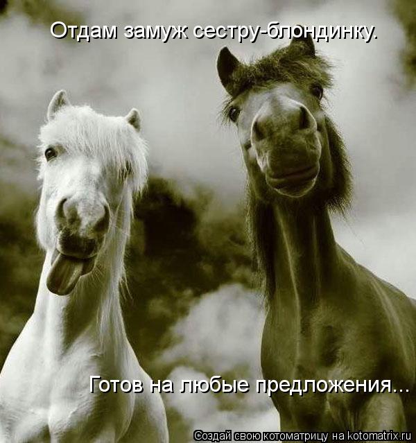 Отдам замуж сестру-блондинку. Готов на любые предложения...... Котоматрица: Отдам замуж сестру-блондинку. Готов на любые предложения...