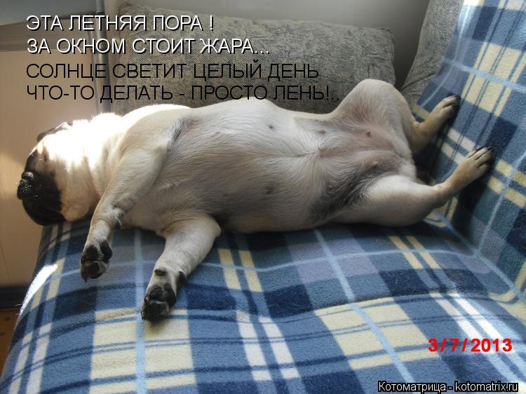ЭТА ЛЕТНЯЯ ПОРА !.. ЭТА ЛЕТНЯЯ ПОРА ! ЗА ОКНОМ СТОИТ ЖАРА... СОЛНЦЕ СВЕТИТ ЦЕЛЫЙ ДЕНЬ ЧТО-ТО ДЕЛАТЬ -... Котоматрица: ЭТА ЛЕТНЯЯ ПОРА !.. ЭТА ЛЕТНЯЯ ПОРА ! ЗА ОКНОМ СТОИТ ЖАРА... СОЛНЦЕ СВЕТИТ ЦЕЛЫЙ ДЕНЬ ЧТО-ТО ДЕЛАТЬ - ПРОСТО ЛЕНЬ!..