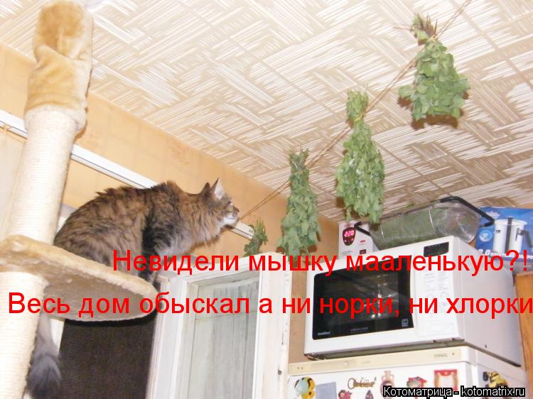 Невидели мышку мааленькую?! Весь дом обыскал а ни норки, ни хлорки!!!... Котоматрица: Невидели мышку мааленькую?! Весь дом обыскал а ни норки, ни хлорки!!!