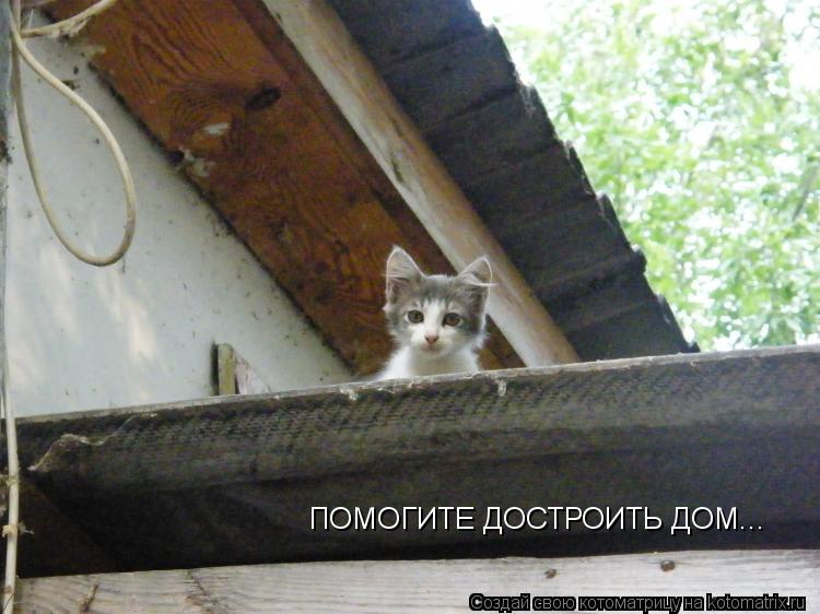 Котоматрица: ПОМОГИТЕ ДОСТРОИТЬ ДОМ...