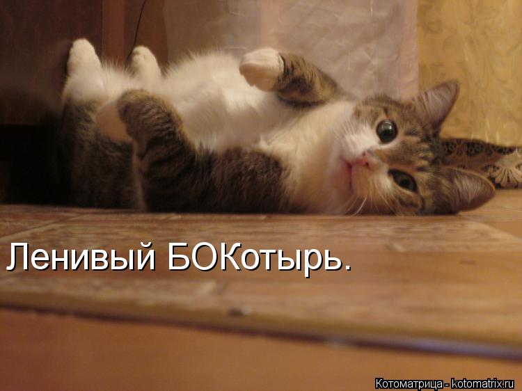 Ленивый БОКотырь.... Котоматрица: Ленивый БОКотырь.