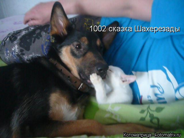 1002 сказка Шахерезады... Котоматрица: 1002 сказка Шахерезады