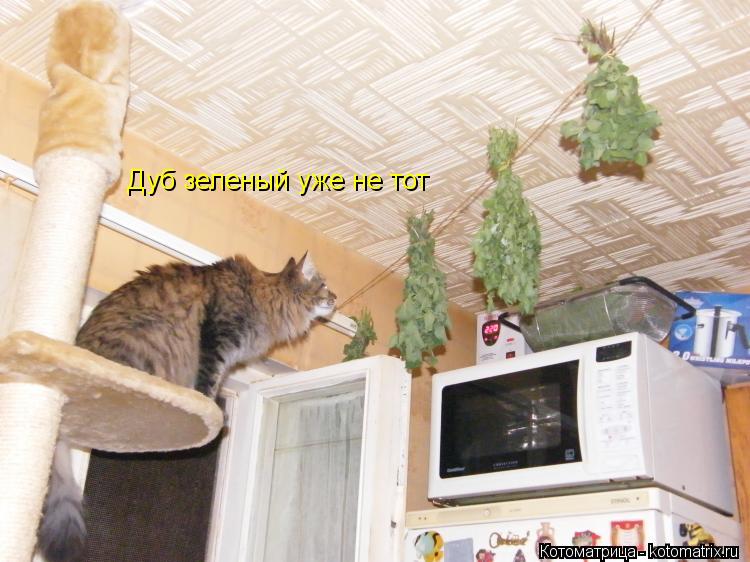 Дуб зеленый уже не тот... Котоматрица: Дуб зеленый уже не тот