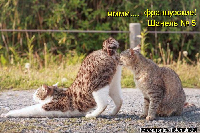 Шанель № 5 французские! мммм....... Котоматрица: Шанель № 5 французские! мммм....