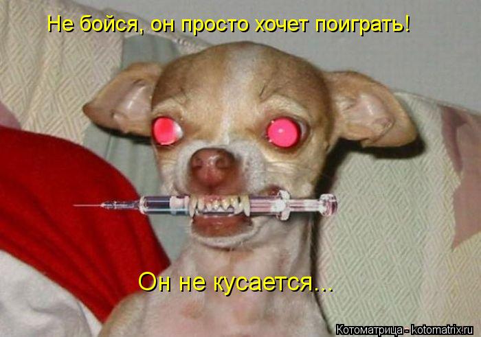Не бойся, он просто хочет поиграть! Он не кусается...... Котоматрица: Не бойся, он просто хочет поиграть! Он не кусается...