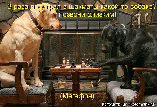 3 раза проиграл в шахматы какой-то собаке? позвони близким! (Мегафон)... Котоматрица: 3 раза проиграл в шахматы какой-то собаке? позвони близким! (Мегафон)