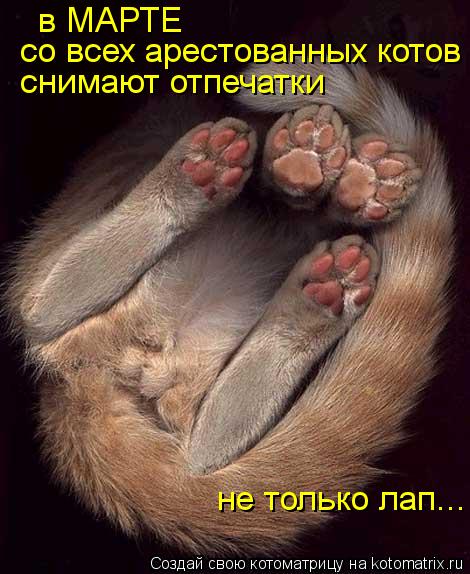 в МАРТЕ со всех арестованных котов снимают отпечатки не только лап...... Котоматрица: в МАРТЕ со всех арестованных котов снимают отпечатки не только лап...