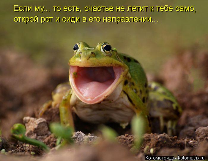открой рот и сиди в его направлении... Если му... то есть, счастье не летит к тебе само,... Котоматрица: открой рот и сиди в его направлении... Если му... то есть, счастье не летит к тебе само,