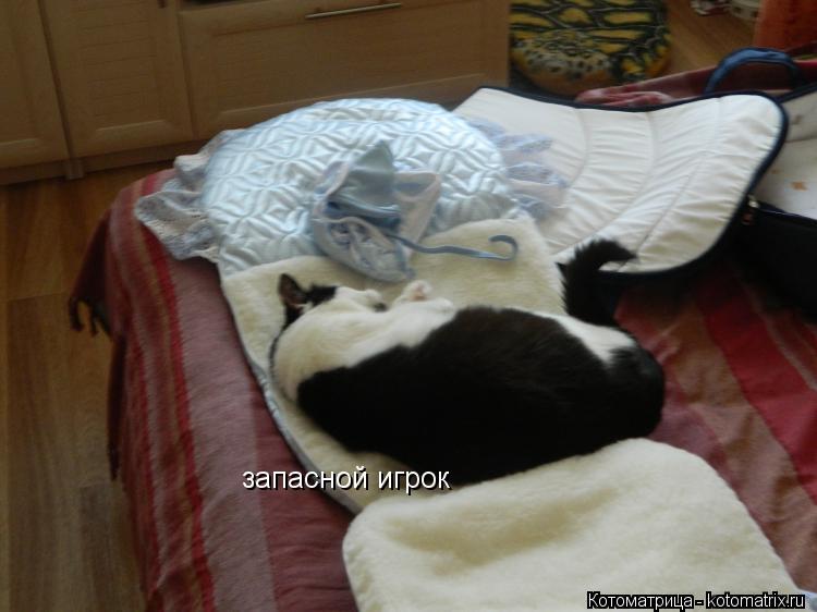 запасной игрок... Котоматрица: запасной игрок