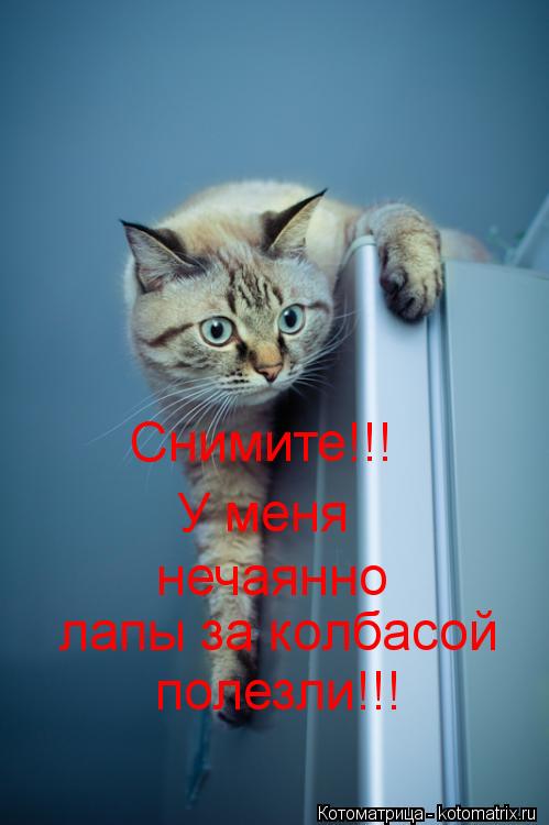 Котоматрица: Снимите!!! У меня  нечаянно лапы за колбасой полезли!!!