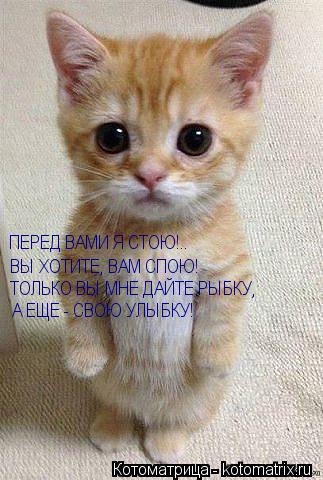 ВЫ ХОТИТЕ, ВАМ СПОЮ! ТОЛЬКО ВЫ МНЕ ДАЙТЕ РЫБКУ, ПЕРЕД ВАМИ Я СТОЮ!.. А ЕЩЕ - СВОЮ УЛЫБКУ!... Котоматрица: ВЫ ХОТИТЕ, ВАМ СПОЮ! ТОЛЬКО ВЫ МНЕ ДАЙТЕ РЫБКУ, ПЕРЕД ВАМИ Я СТОЮ!.. А ЕЩЕ - СВОЮ УЛЫБКУ!
