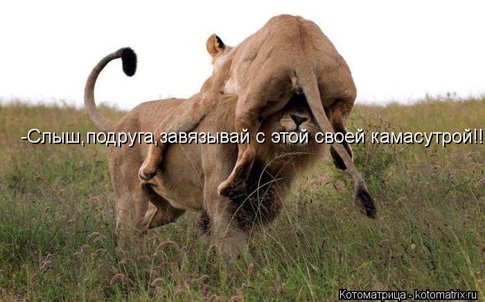 -Слыш,подруга,завязывай с этой своей камасутрой!!... Котоматрица: -Слыш,подруга,завязывай с этой своей камасутрой!!