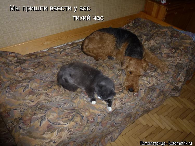 Мы пришли ввести у вас тихий час... Котоматрица: Мы пришли ввести у вас тихий час