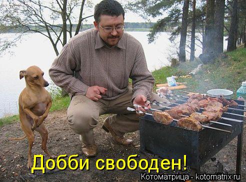 Добби свободен!... Котоматрица: Добби свободен!