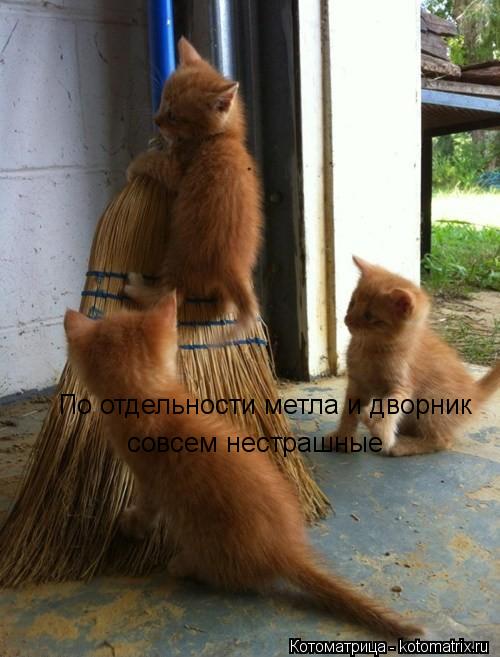 По отдельности метла и дворник совсем нестрашные... Котоматрица: По отдельности метла и дворник совсем нестрашные