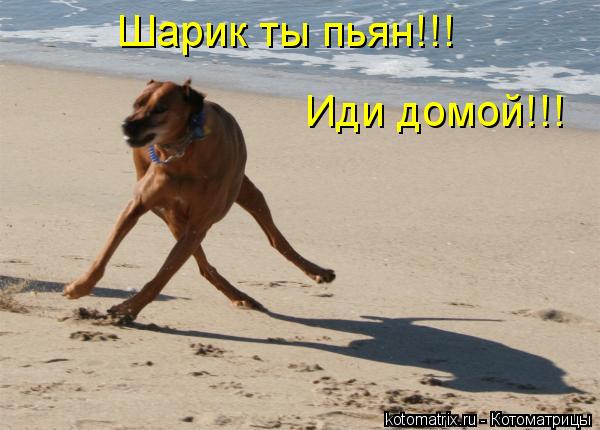 Шарик ты пьян!!! Иди домой!!!... Котоматрица: Шарик ты пьян!!! Иди домой!!!