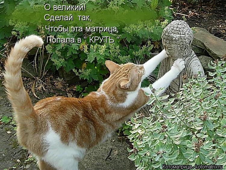 О великий! Сделай так, Чтобы эта матрица, Попала в " КРУТЬ "... Котоматрица: О великий! Сделай так, Чтобы эта матрица, Попала в " КРУТЬ "