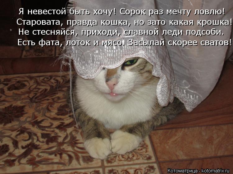 Я невестой быть хочу! Сорок раз мечту ловлю! Старовата, правда кошка, но зато какая крошка! Не стесня... Котоматрица: Я невестой быть хочу! Сорок раз мечту ловлю! Старовата, правда кошка, но зато какая крошка! Не стесняйся, приходи, славной леди подсоби. Есть